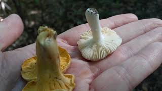 Cantharellus "Chanterelle" Sp. Mushroom's False Gills vs A Mushroom with True Gills