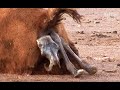 Baby Camel Struggles To Slide Out Of His Mother's Womb (Part 1) | Kritter Klub