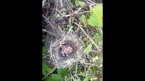 Птенцы Малиновки