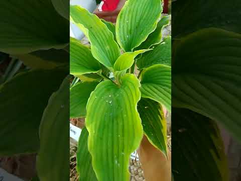 Заказ для Ирины
