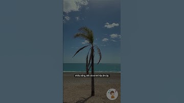 Tại sao cây dừa mọc ở bãi biển?