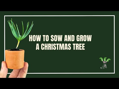 How To Sow And Grow A Christmas Tree