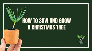 How To Sow And Grow A Christmas Tree