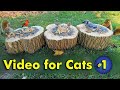 Birds and Squirrels Video for Cats to Watch