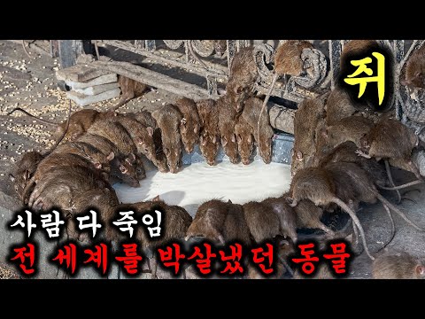 왜 우리는 쥐를 좋아할 수 없는걸까?