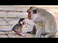 Sweet Family Moment — Baby RANDY Meets Grandma RANA for the First Time 🐒💛