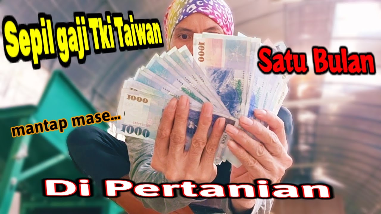 SEPIL GAJI TKI TAIWAN DI PERTANIAN HASILNYA LUAR BIASA BIKIN  BETAH