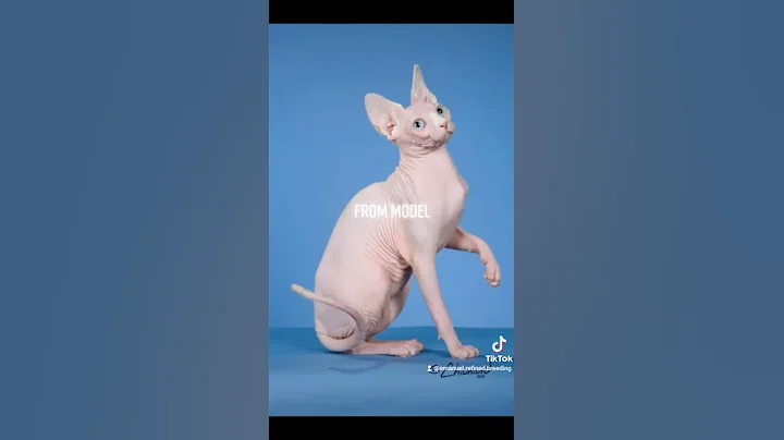 Watch the video about Sphynx Cat Pregnant