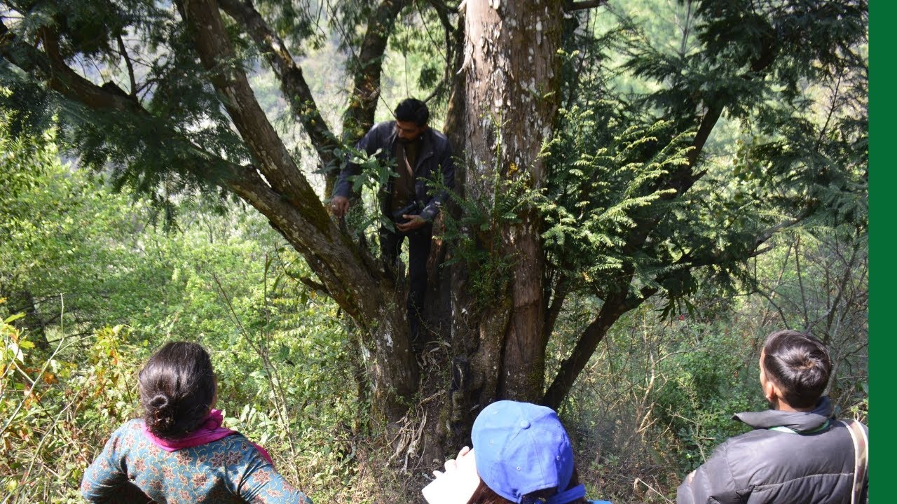 Engaging communities in the conservation of Maire’s yew in Nepal