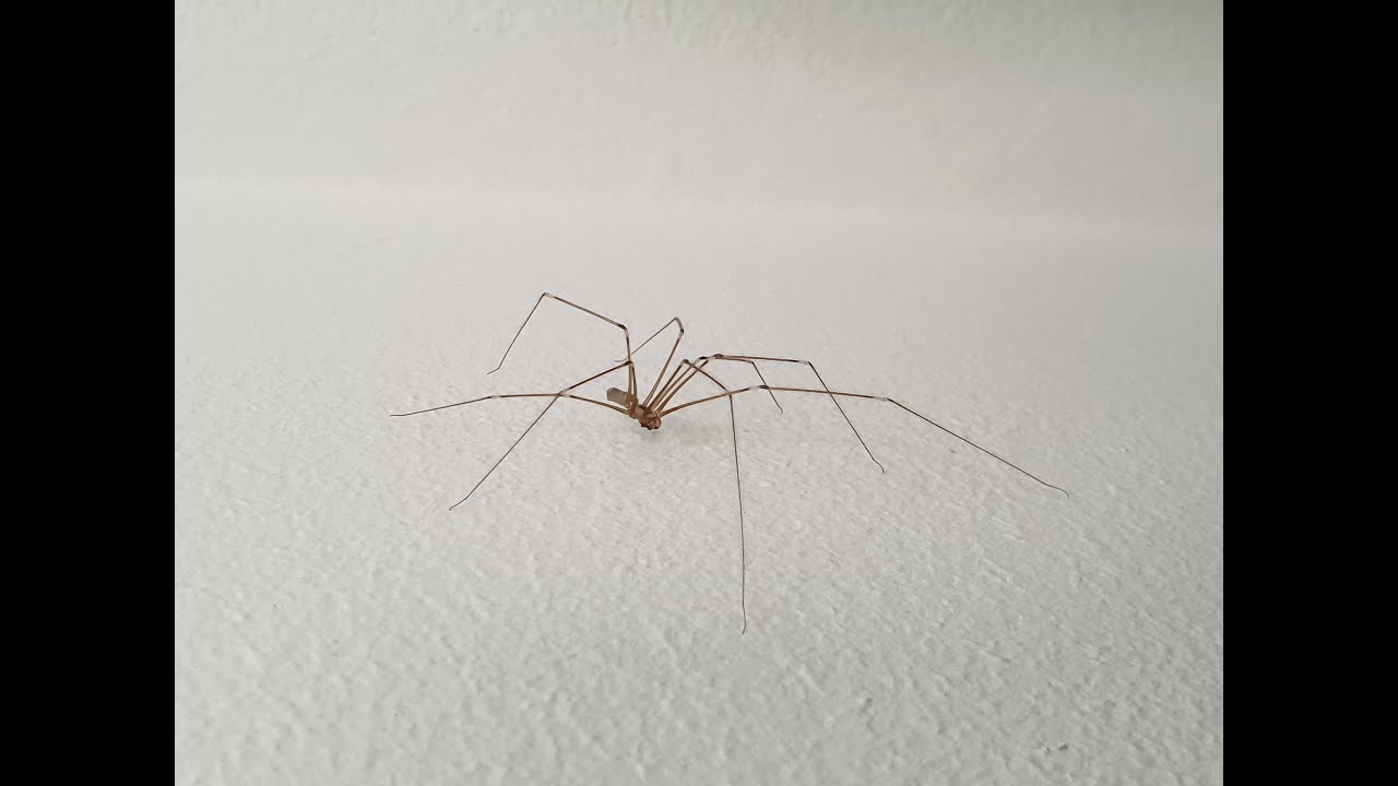 A Welcome Guest - Cellar Spider Documentary