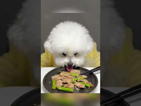 Cute puppy eating chicken cute puppy dog shorts