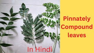 Pinnately Compound Leaf || What Is It (Unipinnate, Bipinnate, Tripinnate, Decompound)