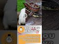 #KakapoConservation #GarterSnakeBeauty #IguanaInsights... #Shorts #quiztime214