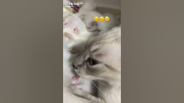 83 añitos la criatura 🥺🥺#cat #catlovers #funny #humor #Michukawaii