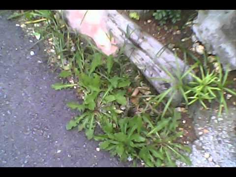 スモーク花火映像 5)