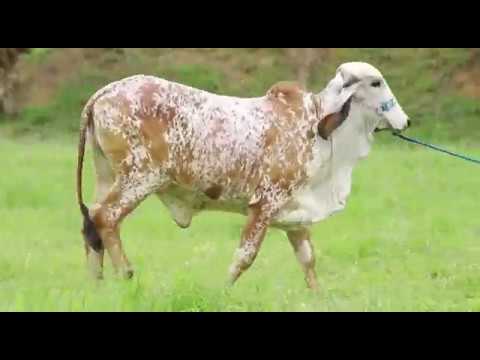 LOTE 23   CHARME FIV DO BASA   BASA 1160