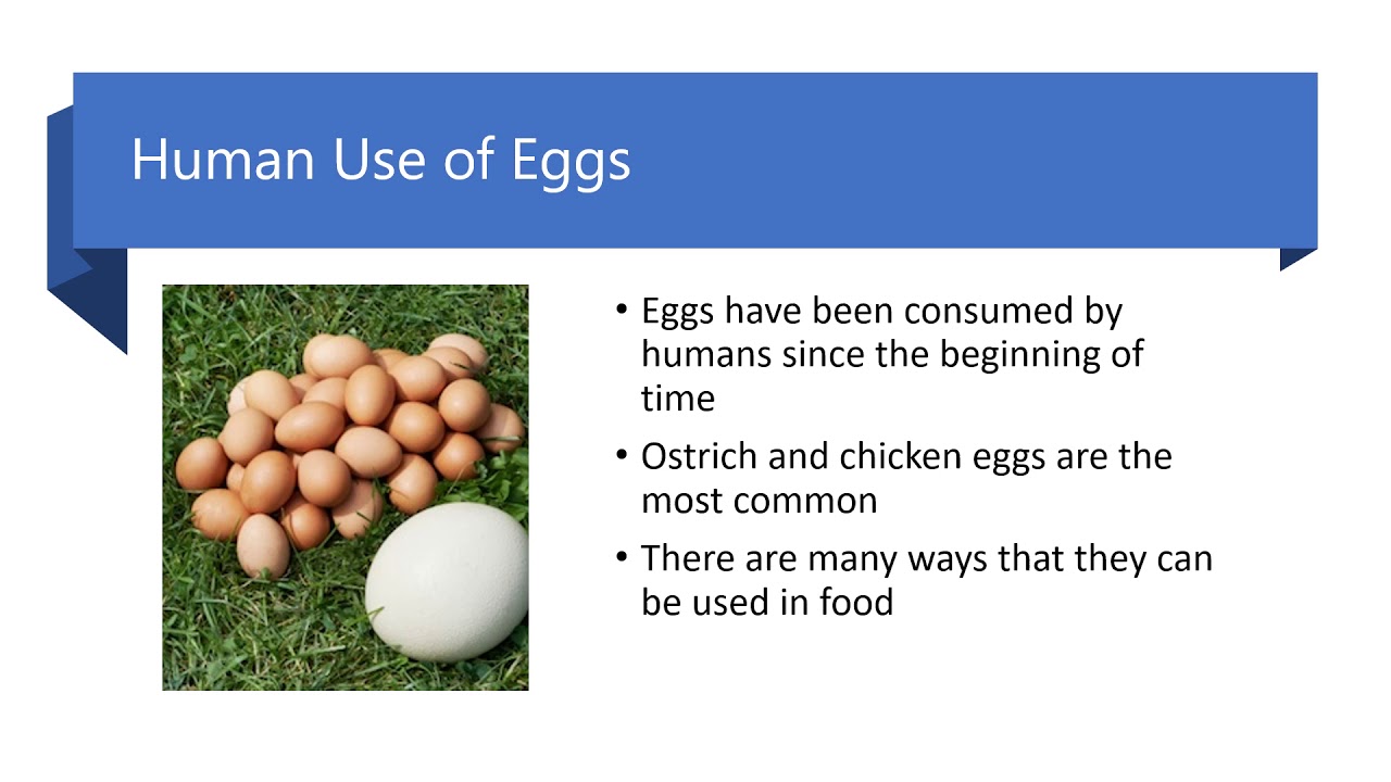 Food History Presentation Eggs YouTube