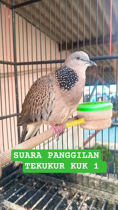 YANG JAUH LANGSUNG MENDEKAT JIKA DENGAR SUARA TIKUKUR INI #tekukur #shorts #shortvideo #short #fyp