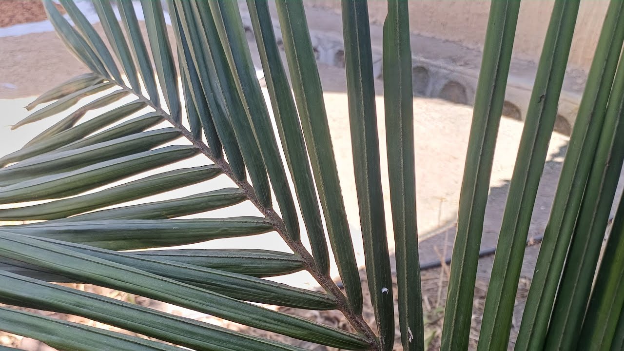 Fafee waloo  kuookn fodeሰላም አደራችሁ