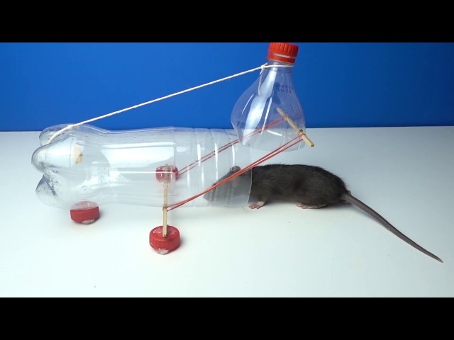 How to Make a ○ Simple Catch and Release Bottle Mousetrap ( that works ! )  