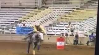 First To Perk - Sells at Triangle Horse Sales -Oklahoma City, OK