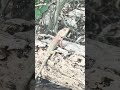 #lizard #nature #ihavethisthingwithplants #freshers #entertainment