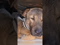 Eps002 Village Life in Vietnam | Dog Rescue, Herbal Healing and Cooking #harvest #trieutoan22 #petc