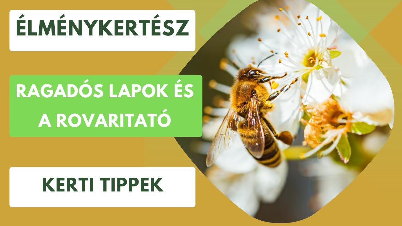 Ragadós lapok és a rovaritató🐝