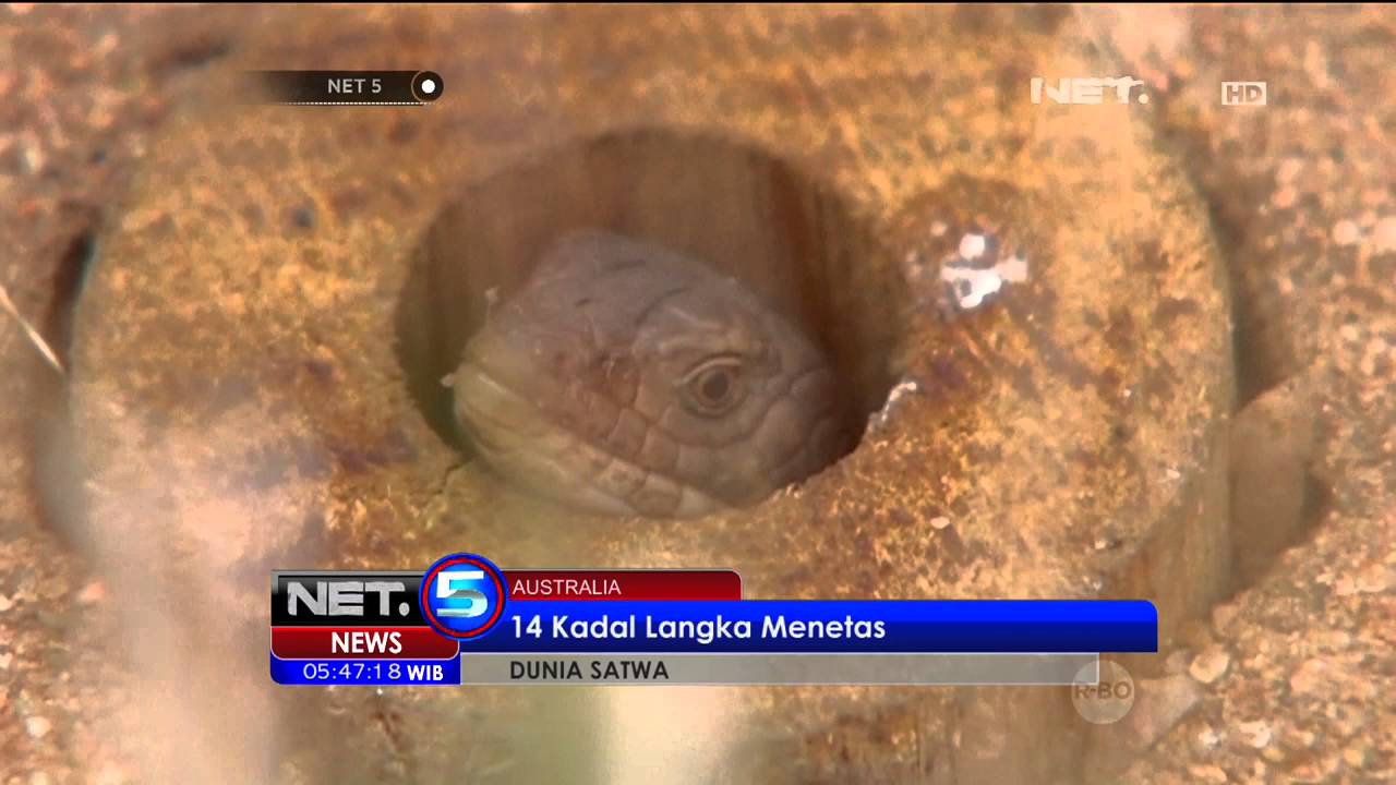 96 Koleksi Gambar Hewan Langka Ajaib HD Terbaik