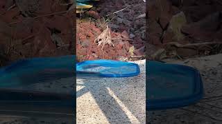 Baby Black Racer Snake #snakes #florida
❤️ WANT TO SUPPORT US? ❤️
1 - Hit the Thumbs up
2 - Subscribe
3 - Hit the bell icon (So youll get notified of our future uploads)
4 - Write us a message in the comments. We read and reply to all of them!
5 - Share with family and friends who might like to follow us
6 - Buy Jax a pupcup https://ko-fi.com/brazenbrits
7 - Use our Amazon link: https://amzn.to/3pLt5Ah
8 - Read our Blog: https://www.brazenbrits.com/blog
9 - MERCH - https://brazen-brits.creator-spring.com/
10 - TechnoRV store - https://technorv.com?Click=11935
⯈ SOCIAL MEDIA LINKS ⯇
http://www.Instagram.com/BrazenBrits
http://www.Facebook.com/BrazenBrits
https://www.tiktok.com/@brazenbrits
http://www.Twitter.com/BrazenBrits
https://www.BrazenBrits.com
https://ko-fi.com/BrazenBrits
⯈ BECOME A PASSPORT AMERICA MEMBER ⯈
https://passportamerica.com/join/brits4
⯈ STUFF WE USE ⯇
All of our favorite products can found here - https://www.amazon.com/shop/brazenbrits
▶︎ START HERE VIDEOS ⯇
Brazen Brits Playlists
Complete Season 1: https://www.youtube.com/playlist?list=PLW9yb60UREAKn-HIR_SJcgWY_XTxrp93D
Complete Season 2: https://youtube.com/playlist?list=PLW9yb60UREAJnnsH3a_THo79UZSxWlKfe
Live Streams: https://www.youtube.com/playlist?list=PLW9yb60UREAKZFa9d8kIV5TeNJYVwhtAh
Route66 Series: https://youtube.com/playlist?list=PLW9yb60UREALTinqtV5j-L2OJSQzjh3cg
BRAZEN BRITS DISCLAIMER
*This channel for entertainment purposes only. We are not RV experts and are not making recommendations. We share our opinions and what works for us, but you should do your own research and make your own decisions.
*We are a participant in the Amazon Services LLC Associates Program, an affiliate advertising program designed to provide a means for us to earn fees by linking to Amazon.com and affiliated sites.
#brazenbrits #rvlife #vlog #rvliving #funny #RV #gdrv4life #excapers #travelvlog #vlog Baby Black Racer Snake #snakes #florida