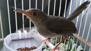 Suara Burung Cinenen Jawa Gacor - PIKAT Ampuh 100% Bikin Prenjak Bahan Cepat Belajar Bunyi NGALUN