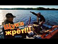 Щука опять жрёт TsuYoki Vika 75S. КЛЁВ КАК НА ЧЁРНЫХ КАМНЯХ