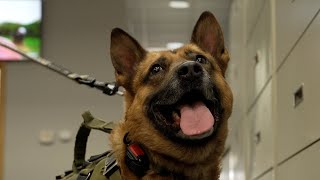 Deschutes County K-9 wins national law enforcement award