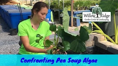 Confronting Pea Soup Algae