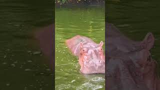 GIANT HIPPO GLIDING THROUGH CALM WATER 🦛 #relaxingnature #naturesounds #animals #hippocampus