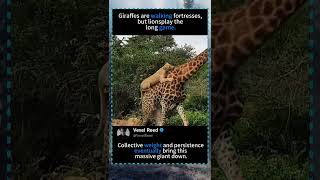 Giraffes are walking fortresses, but lions play the long game.