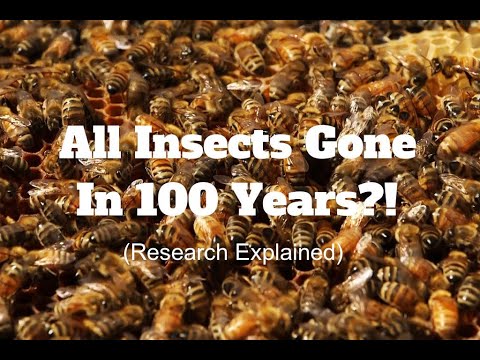The world's insect population is in decline  and that's bad news for ...