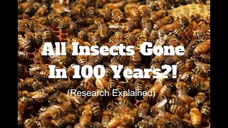 Insect Population Decline: New Research Explained In 5 Minutes