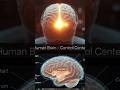 Human brain 🧠 #nervoussystem #shorts #shortvideo