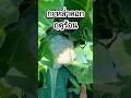 แชร์เทคนิคกะหล่ำดอกไม่ดำ สีสวย ป้องกันแมลงได้ด้วย