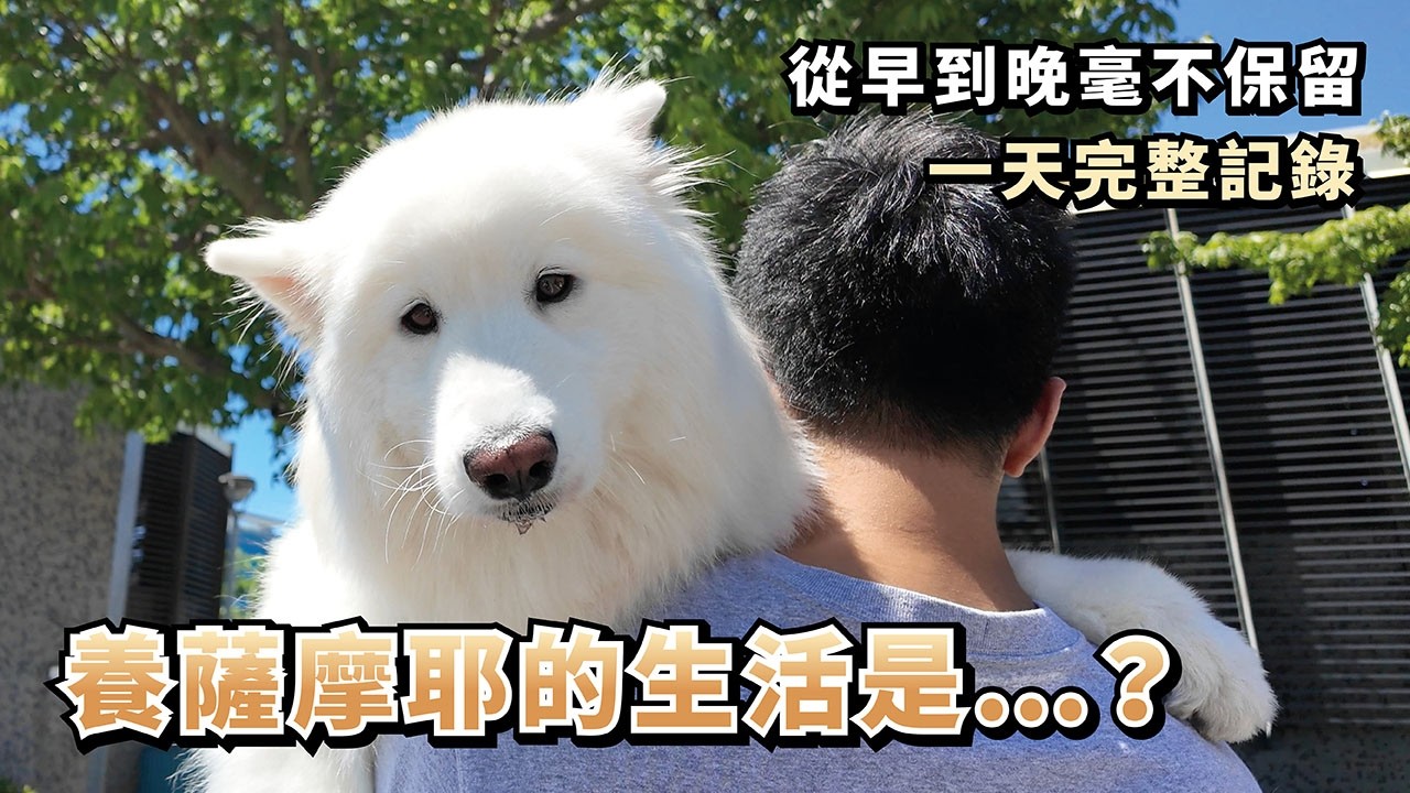 『養薩摩耶的生活是...?』從早到晚毫不保留，一天完整紀錄 feat.Aether依鈦抗菌專家    ⁨@Aether依鈦抗菌專家    (薩摩耶多比Dobby is free)