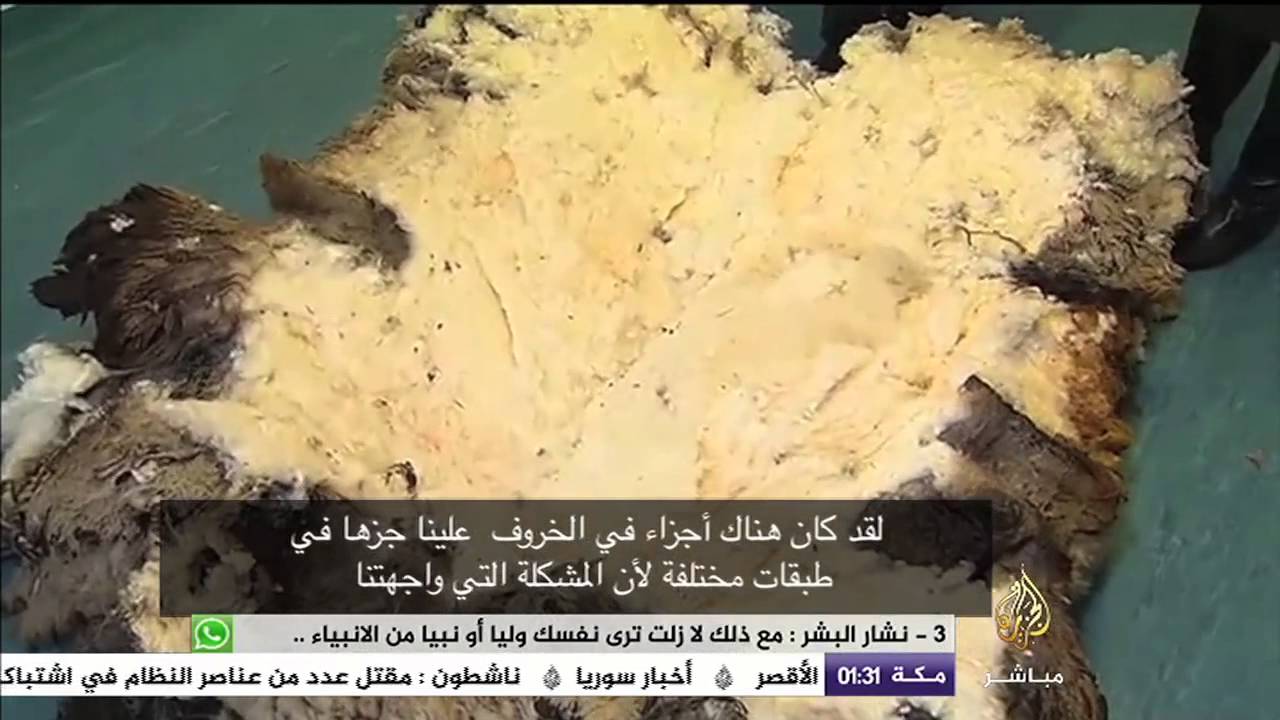 خروف يدخل موسوعة الأرقام القياسية بوزن صوف يصل لأكثر من ٤٠ كيلو غراما