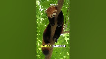Red Pandas Aren’t Pandas?! The Truth Will Surprise You!