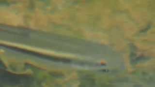 1040420汐止翠湖上游北峰溪馬口魚