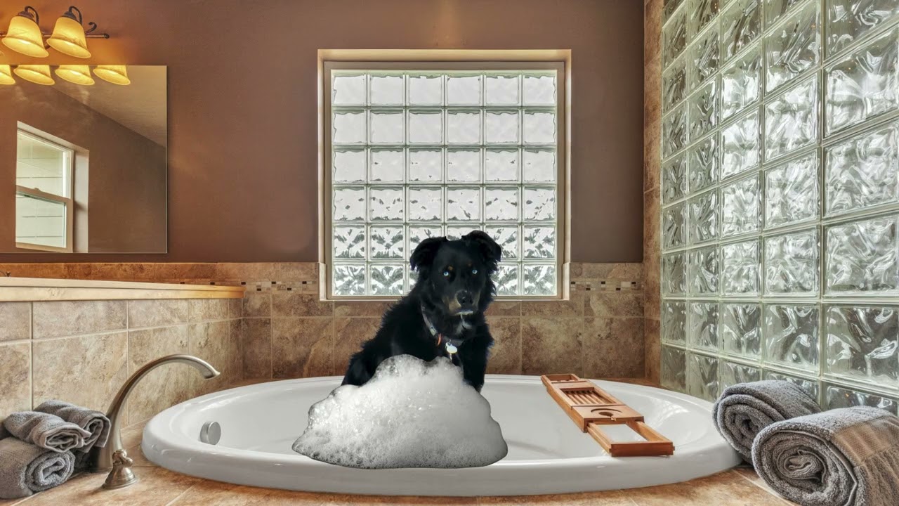 Home is where the dogs are 🐾