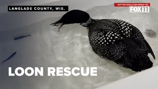 2 loons that fell out of the sky during an ice storm rehabbed and released back into the wild