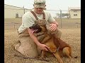 Wild About Animals: Four Legged Soldiers - The Military Dogs of Lackland Air Force Base