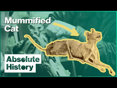 THE BIZARRE MUMMY CAT FOUND IN A JUNK SHOP | SALVAGE HUNTERS