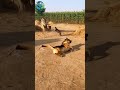 Brave Cat Saves Dog From Tiger Attack | #CatVsTiger #BraveCat #HeroCat #TigerAttack #CatSavesDog