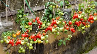 No need for a garden, growing tomatoes in this way is both fruitful and easy